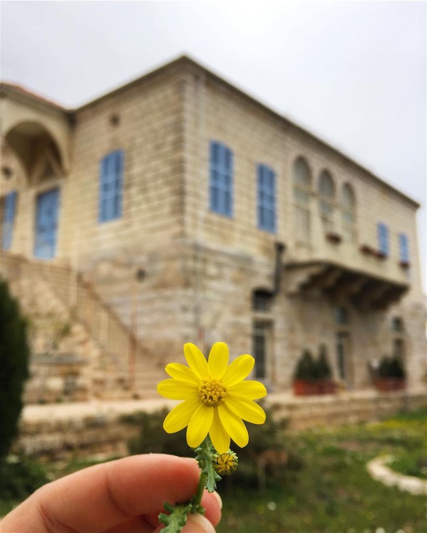 Douma, North Lebanon: blossoming beauty.... douma  lebanon  flower ... (Douma, Liban-Nord, Lebanon)