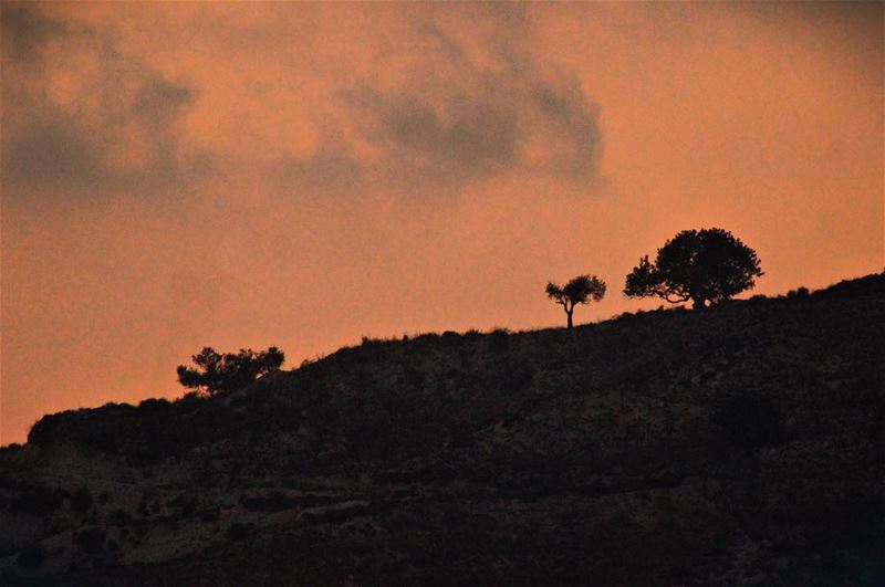  dusk  Lebanon  Dalhoun  Mountain  trees  nature  sky ...