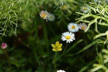 Earth laughs in flowers!  jabalmoussa  unescomab  unesco ...