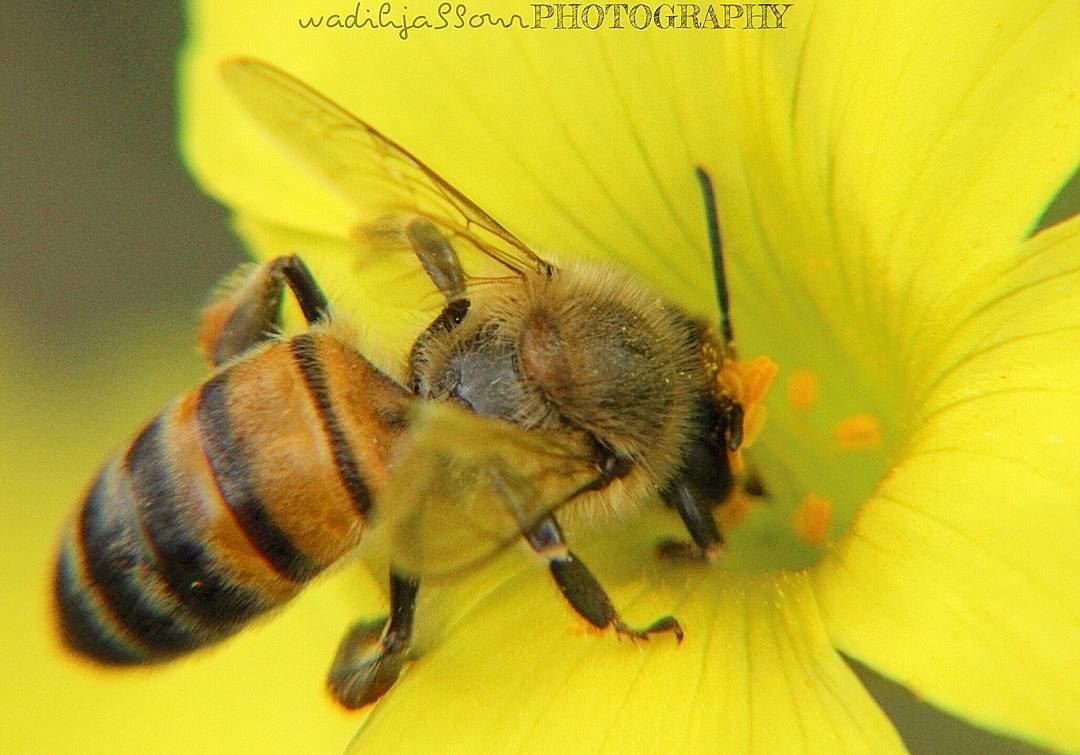 🔸🔸🔸🔸🔸🔸🔸 earthpix   macromood  macroclique  Macro_Vision ...