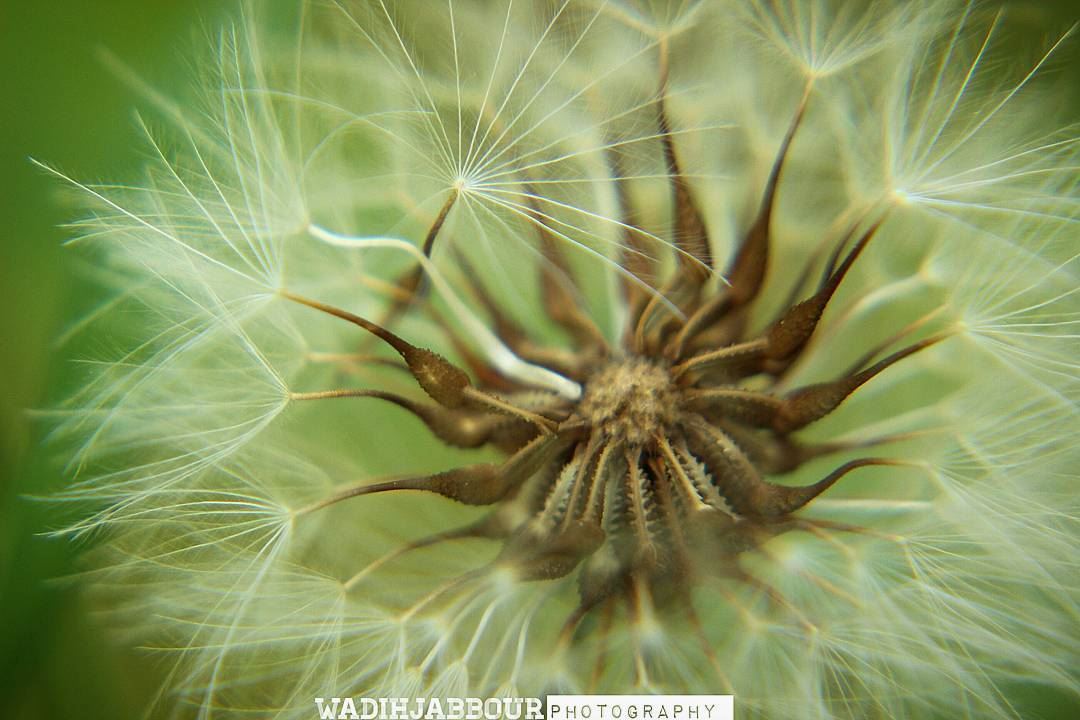 🔸🔸🔸🔸🔸🔸🔸 earthpix   macromood  macroclique  Macro_Vision ...