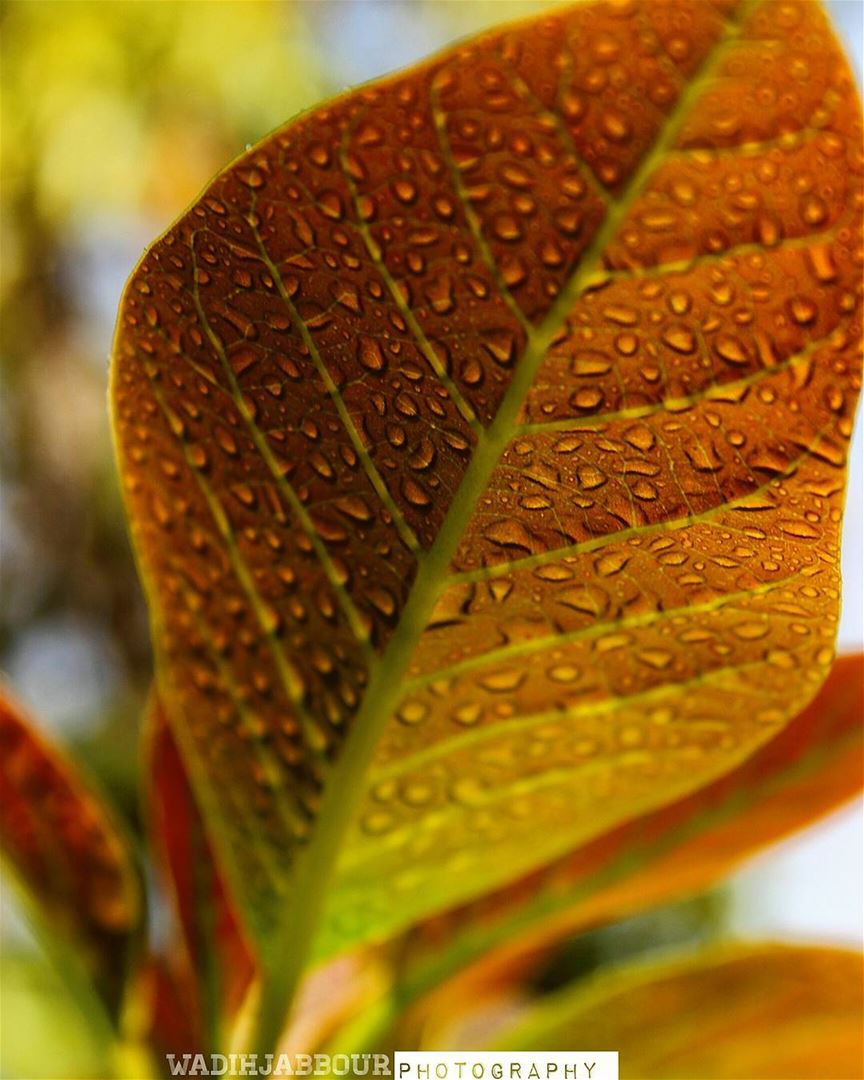 🔸🔸🔸🔸🔸🔸🔸 earthpix   macromood  macroclique  Macro_Vision ...