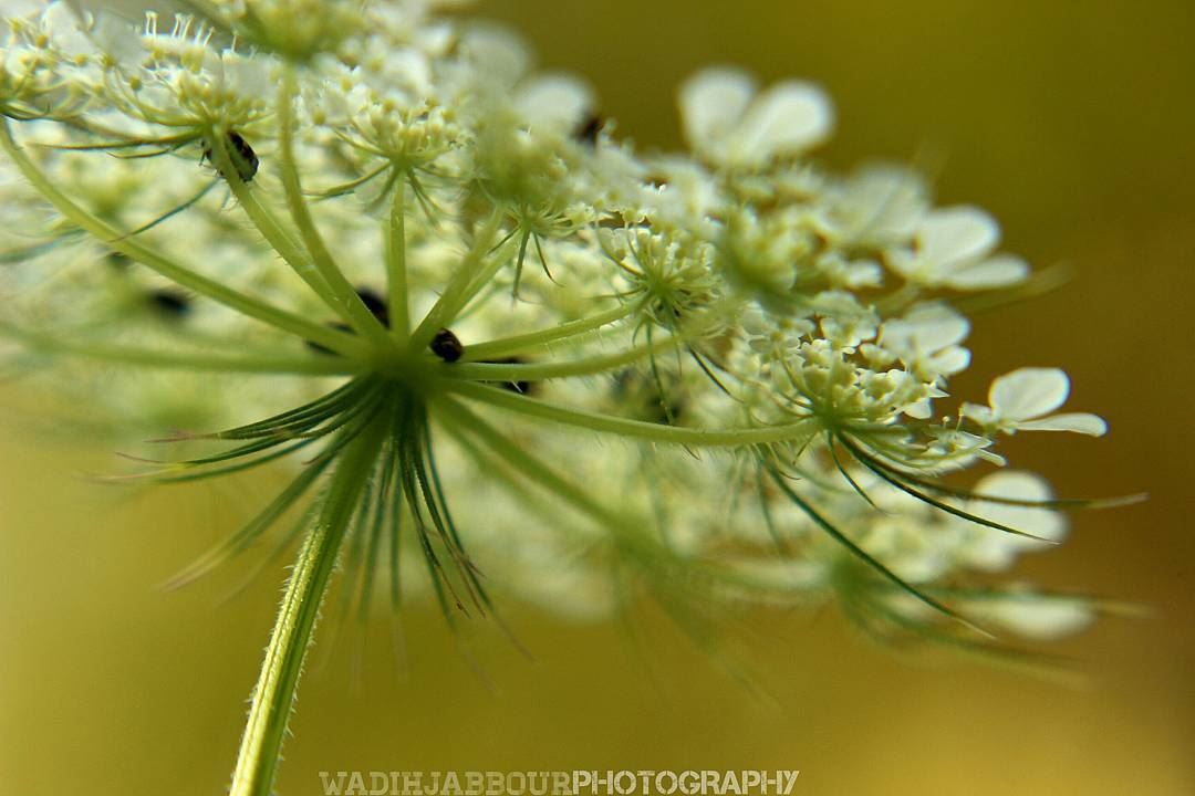 🔸🔸🔸🔸🔸🔸🔸 earthpix   macromood  macroclique  Macro_Vision ...