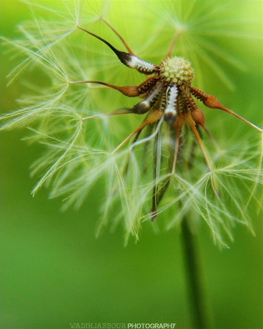 🔸🔸🔸🔸🔸🔸🔸 earthpix   macromood  macroclique  Macro_Vision ...