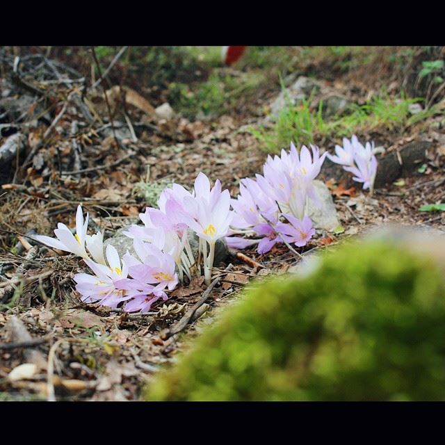  ehden  forest  flowers  pink  white  Lebanon  lebanese  colorful ...