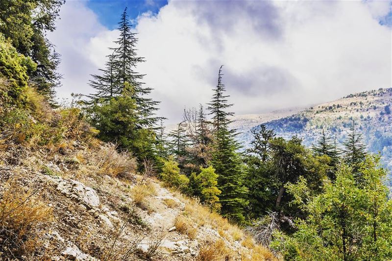 Ehden Reserve, Lebanon lebanon  hiking  nature  outdoors  livelovelebanon... (Horsh Ehden)