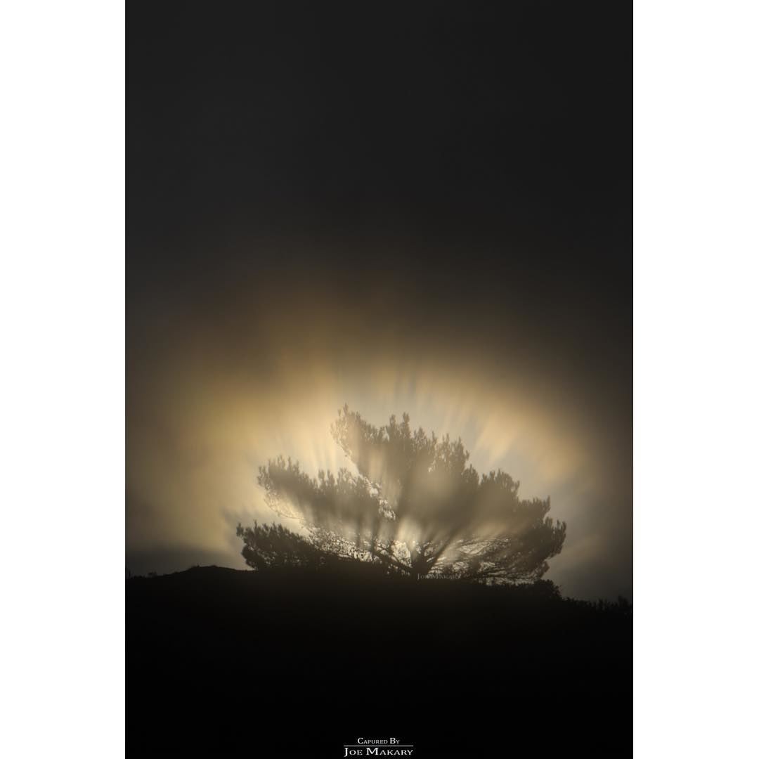  ehden  tree  clouds  fog  sun  sunset  light  beautifullebanon ...