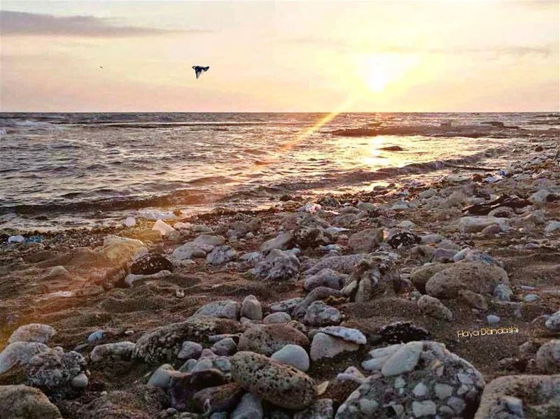 El Mina 2017 🌞🌊hayadandashi all copy right reserved©2017  beach l4l ... (Corniche El Mina Tripoli)