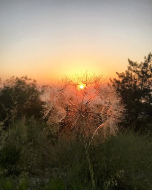 Ending the day with a hope 🌅💭 (Aïn Safsaf, Mont-Liban, Lebanon)