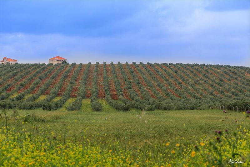 Endless beauty ..... photography photographer photooftheday landscape... (Zawtar)