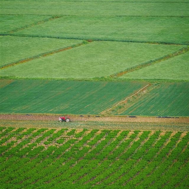 Endless fields of green 🚜 (West Bekaa)