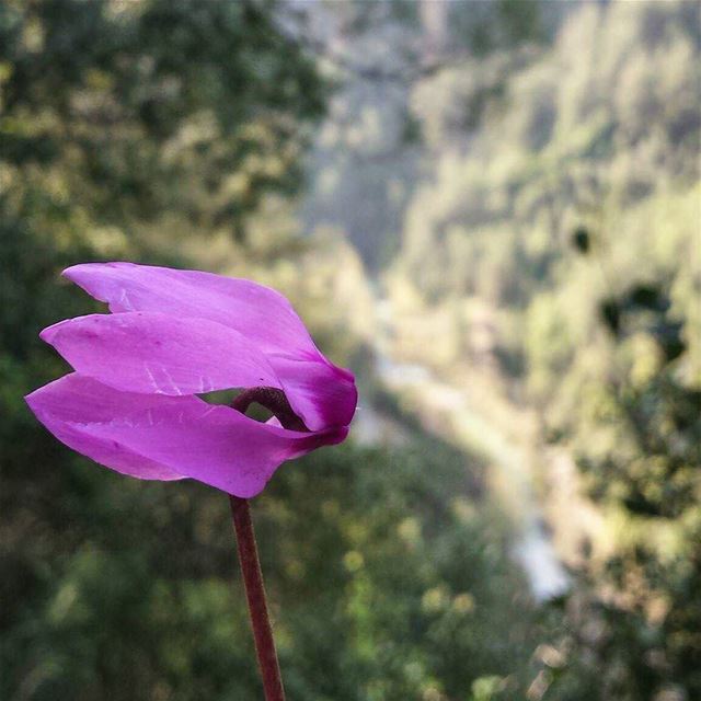 Enjoying the view👄💜🗻🎶... lebanon  spring  nature  river  serenity ... (نهر شوان)