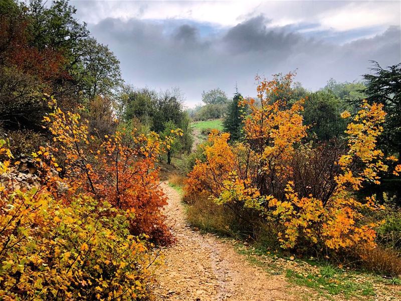 Et les feuilles de l´automne.. rencontre des ciels moins bleus...🍂🍁🍂 (Horsh Ehden)