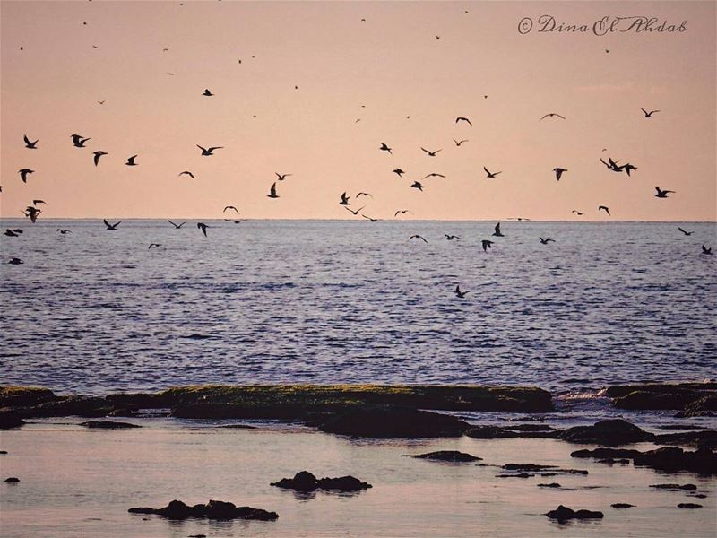 Et si la vie n'était qu'un songe ? Et si le ciel, la mer, les oiseaux et... (طرابلس)