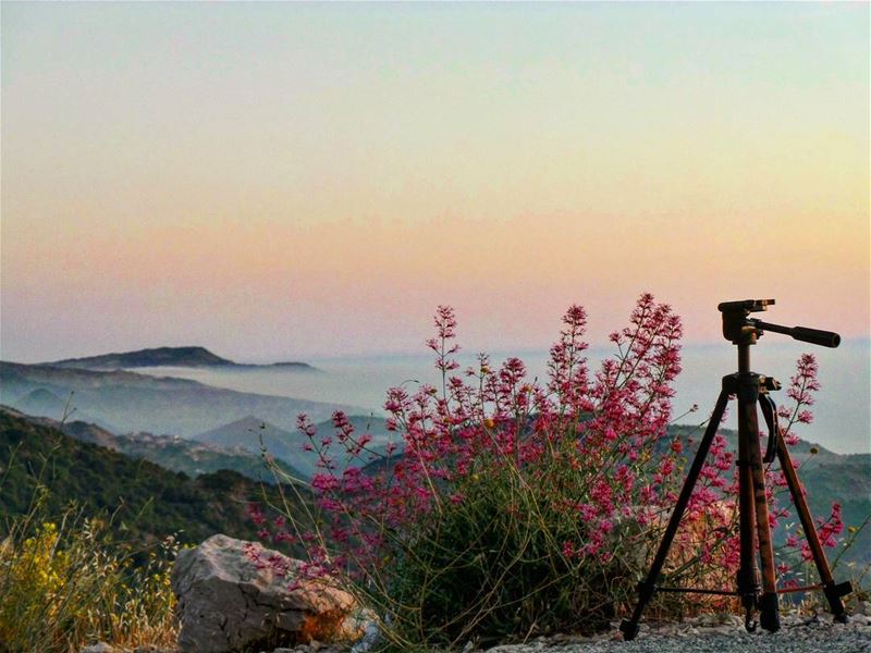 Every viewer is going to get a different thing. That's the thing about... (Al Shouf Cedar Nature Reserve)