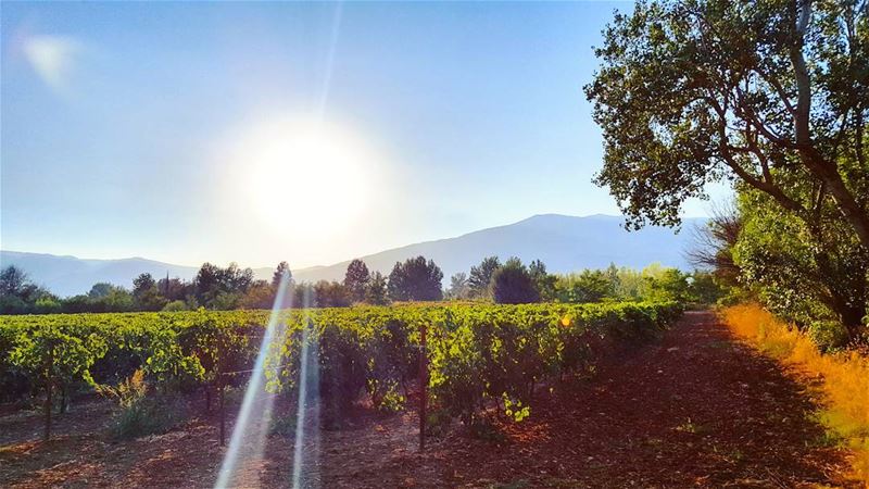 Everyday should feel this  Good ! ... (Deïr Taanâyel, Béqaa, Lebanon)