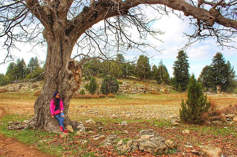 Everyone must take time to sit and watch the leaves turn 🍃🍂 Hiking... (El Qammoûaa)