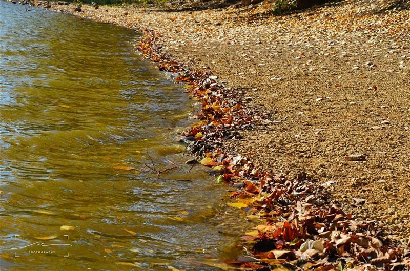 Fall falling... (Deïr Taanâyel, Béqaa, Lebanon)