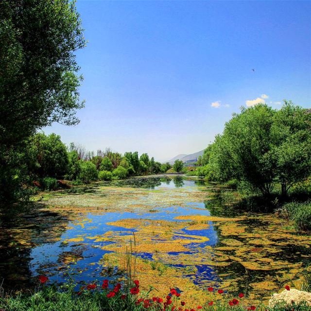 Fall in love with Spring ❤ hiking  explorelebanon  picoftheday ... (`Ammiq, Béqaa, Lebanon)