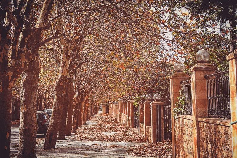 Falling leaves hide the path so quietly 🍁🍂🌿🍂🍁🌱 Nature’s Masterpiece @ (Sawfar, Mont-Liban, Lebanon)