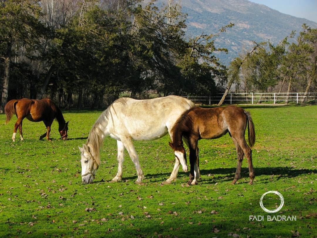 Family portrait....... travelawesome  exploretheglobe  ... (`Ammiq, Béqaa, Lebanon)