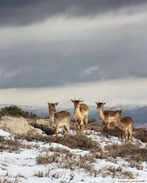 Fantastic Four 🦌 (West Bekaa)