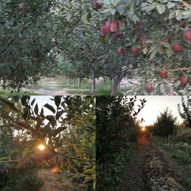  faqra  lebanon  appletrees  sunset  apple ...