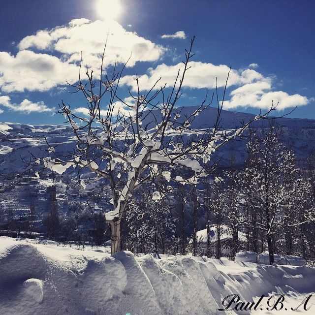  Faraya winter white snow sun blue sky nature tree Lebanon...