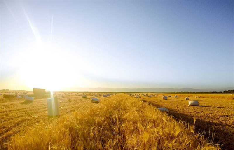 Fields of Sun and Gold☀️ Early Morning Wanders with @lebanese.wanderers (`Ammiq, Béqaa, Lebanon)