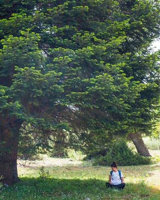 Finding a connection  lebanon ... (Amou3a Cedars)