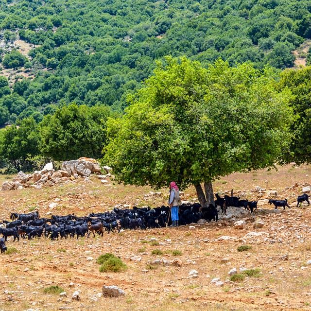 Finding a good place to take a rest 🌳🐐...