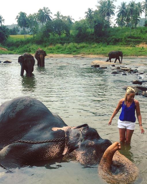 First Day of 2018 🐘💚...like most people at this time of year I write my... (Pinnawala Elephant Orphanage, Srilanka)