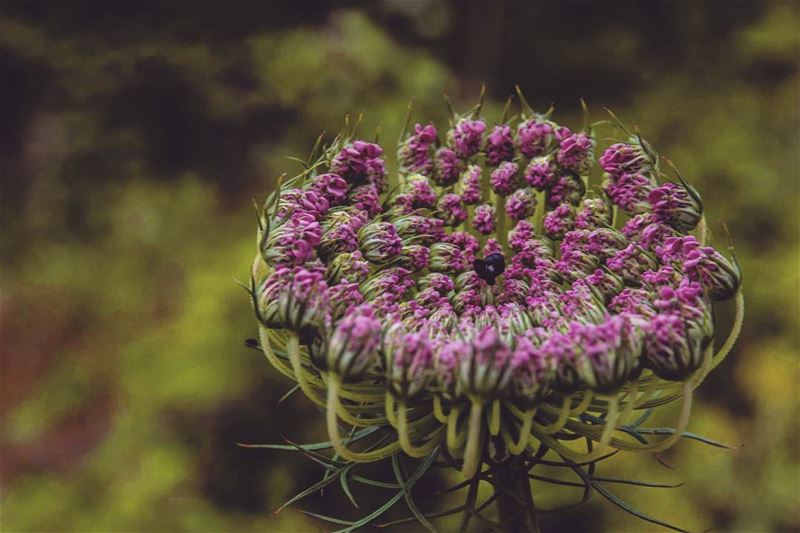 Flower. . . . . . . . . __________________________________________... (`Akkar, Liban-Nord, Lebanon)