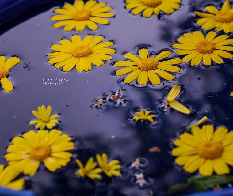  flower flowers nikon photography water yellow lebanon...