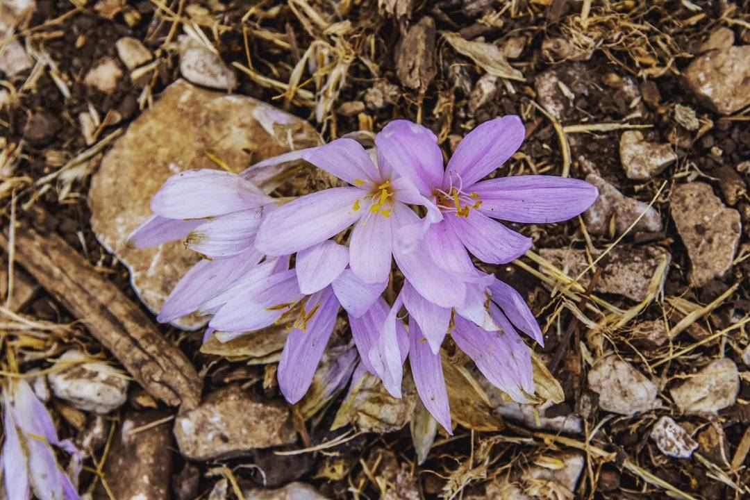 Flowers. . . . . . . . . __________________________________________... (`Akkar, Liban-Nord, Lebanon)