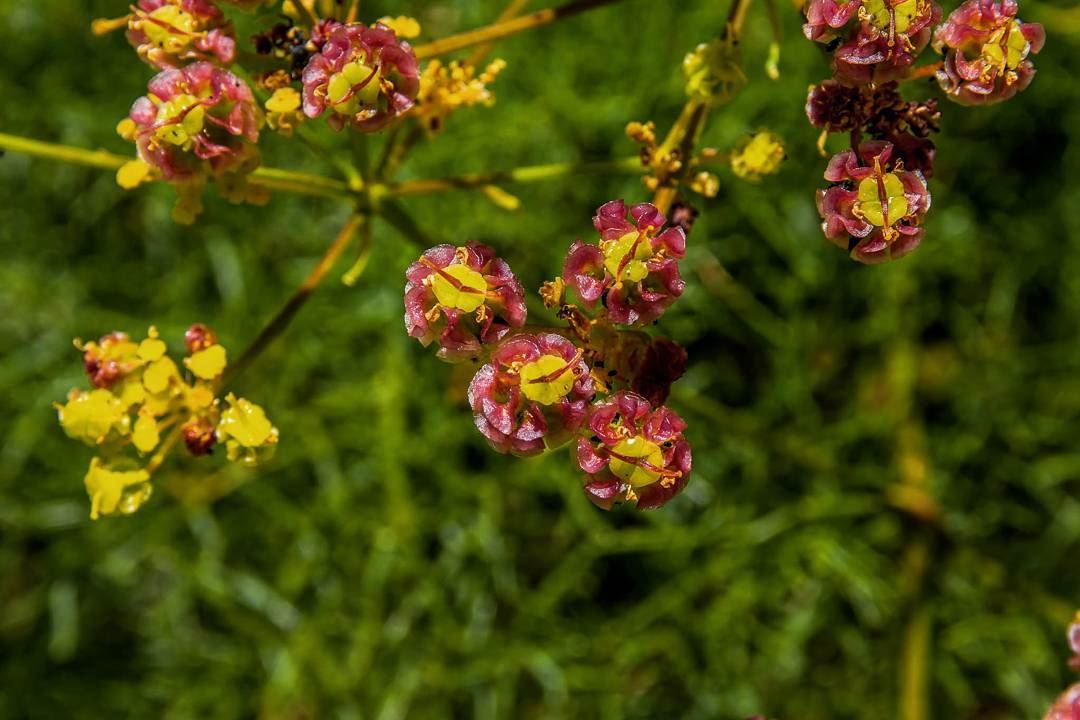 Flowers. . . . . . . . . __________________________________________... (Lebanon)