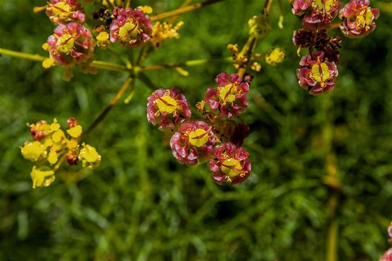 Flowers. . . . . . . . . __________________________________________... (Lebanon)