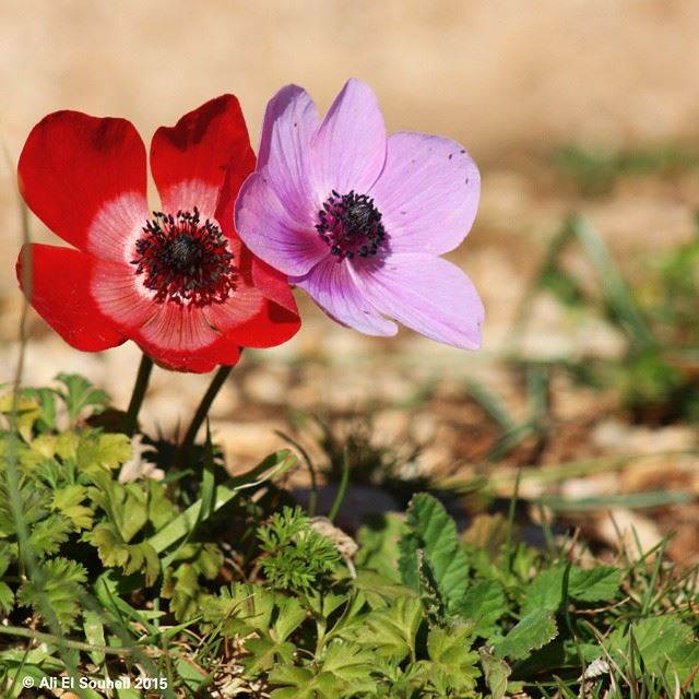  flowers  colors  amazing  pink  red  closeup  lebanon  colorful ...