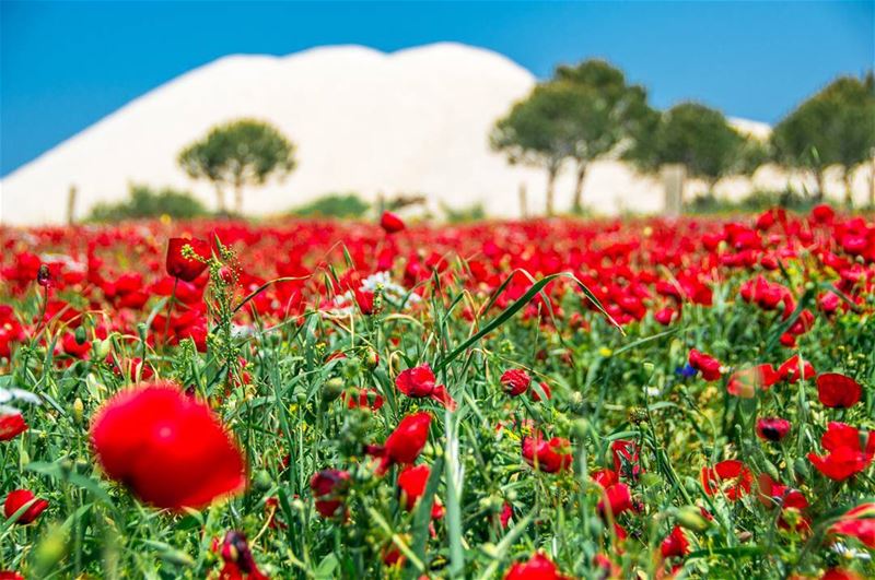 🌷🌷🌷..... flowers flower red green nature naturephotography... (Aakar, Liban-Nord, Lebanon)