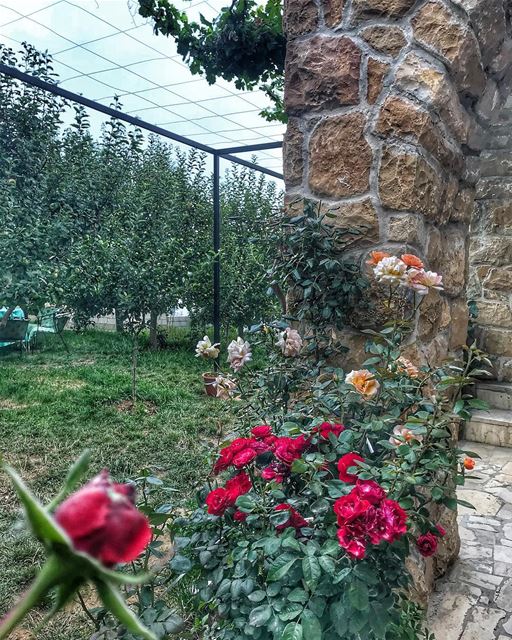 🌹🍃.. flowers lebanon garden mylebanon instalebanon  instagood ... (Lebanon)