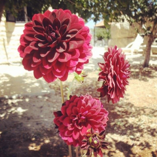 flowers nature garden