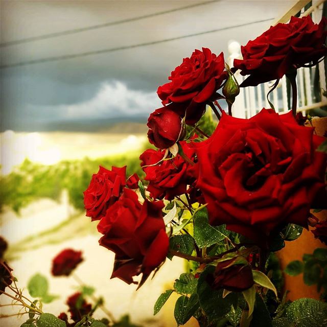  flowers peace red live_love_lebanon britel...