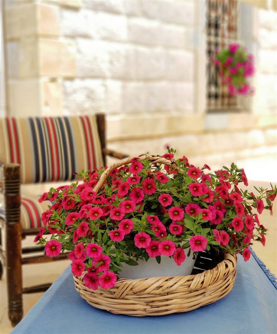 💖💗 flowers summertime mountain homesweethome liveloveqarnayel... (Qarnayel)