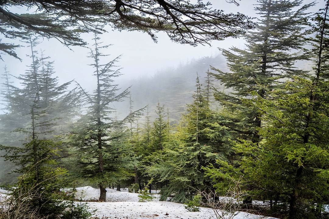 .Foggy day at Barouk Cedar forest. The irresistible beauty of Lebanon!... (Barouk Cedar Forest)