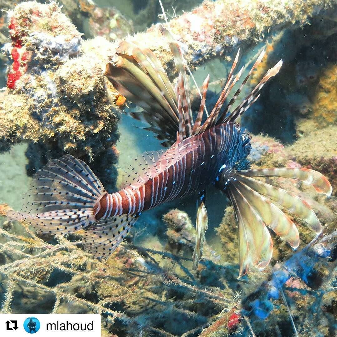 Follow @mlahoud 👈👈👈for more underwater wows 😍👌👌 repost  diving  sea...