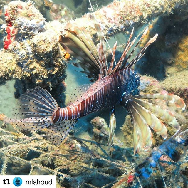 Follow @mlahoud 👈👈👈for more underwater wows 😍👌👌 repost  diving  sea...