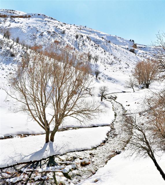 Following the river! ☃️..... tannourine  lebanon  river  snow ... (Tannourine)