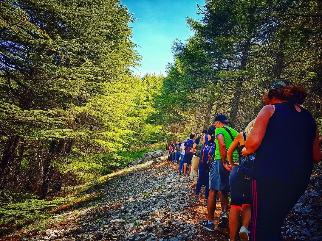 For the love of  hikingtrips  tb🔙  cedars  natureloversgallery ... (Al Shouf Cedar Nature Reserve)