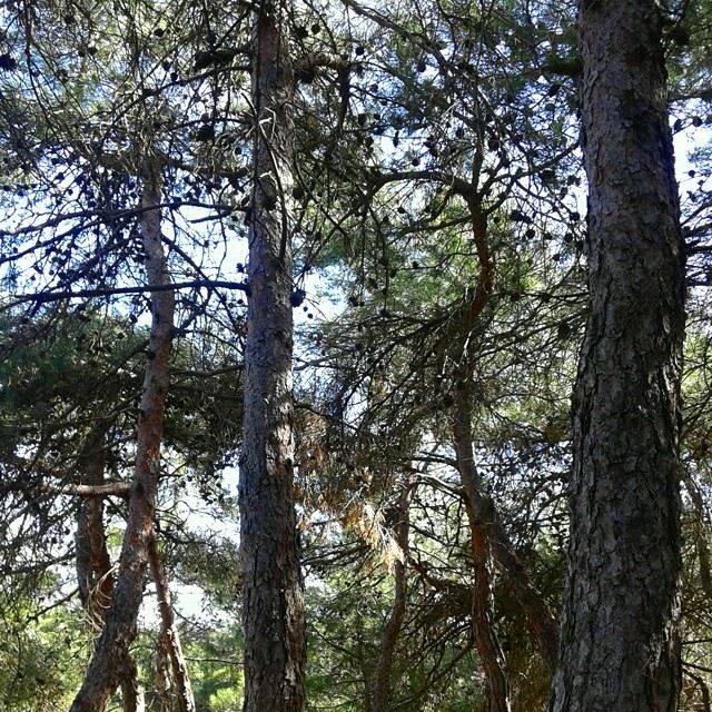 forest natureoflebanon nature beautifulnature loves_lebanon pine treesmountain mountainsoflebanon