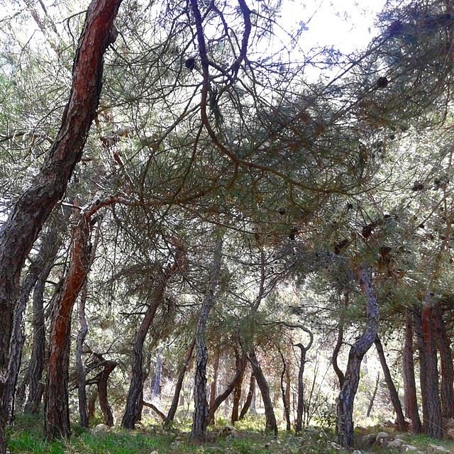 forest natureoflebanon naturemountain mountainsoflebanon pine